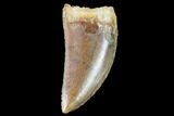Raptor Tooth - Large, Excellent Tooth #102360-1